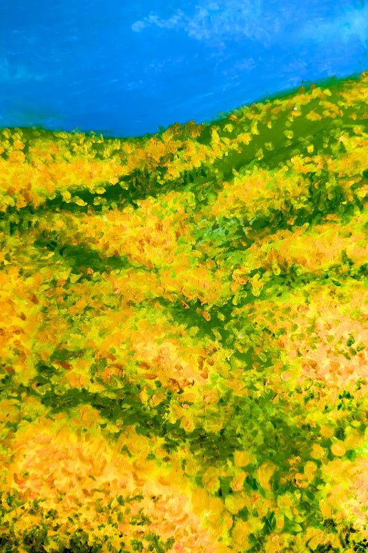 Hills of Yellow