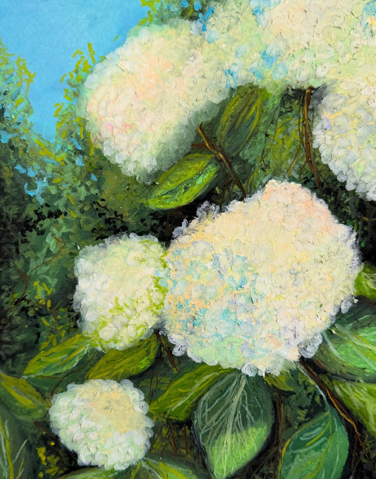 Hydrangeas In Spring
